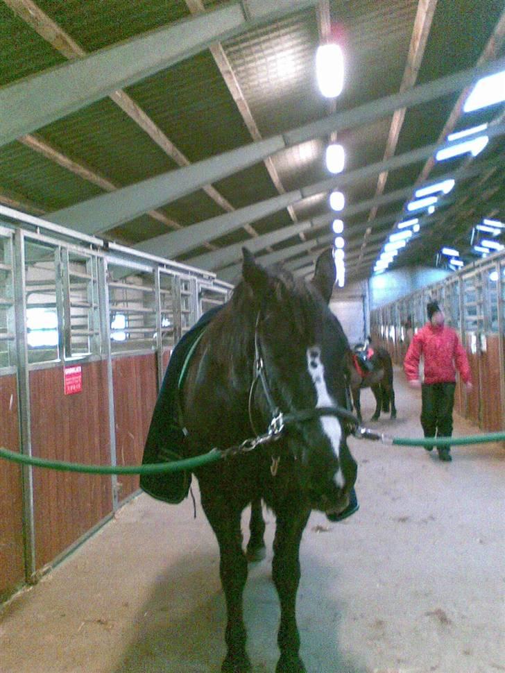 Anden særlig race Gambler - 6# På vej til dressur undervisning billede 6