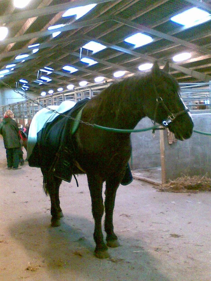 Anden særlig race Gambler - 7# På vej ind og ride. billede 7