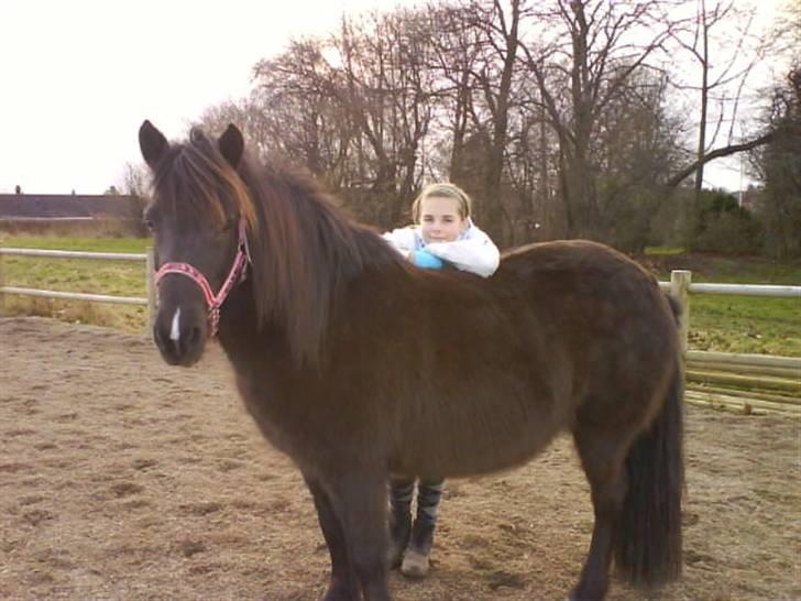 Islænder Dimma fra Asgård - Mig & Dimma <3 billede 6