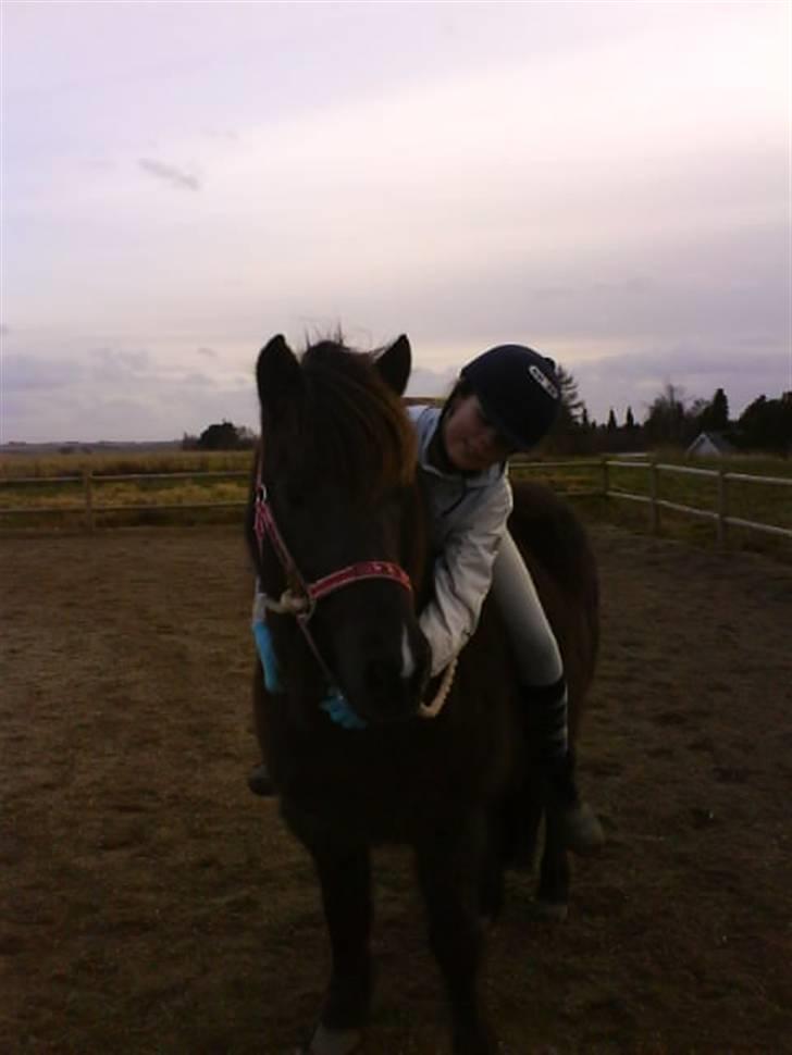 Islænder Dimma fra Asgård - Hvad kigger du på, dulen? <3 billede 9