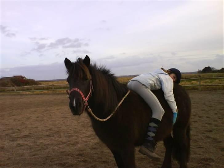 Islænder Dimma fra Asgård - Verdens roligste hest (: <3 billede 10