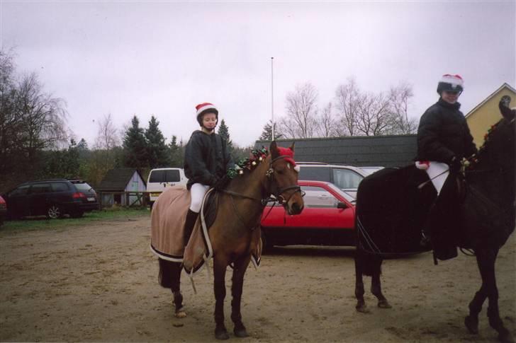 New Forest Twist - heh, det var et billede til vores højdesprings-stævne, hvor jeg/vi var klædt ud som juletræ og julemand... Twist sprang 115 cm, han er kun 128... billede 7