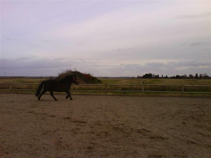 Islænder Dimma fra Asgård - Dimma blir´ løslongeret (: billede 11