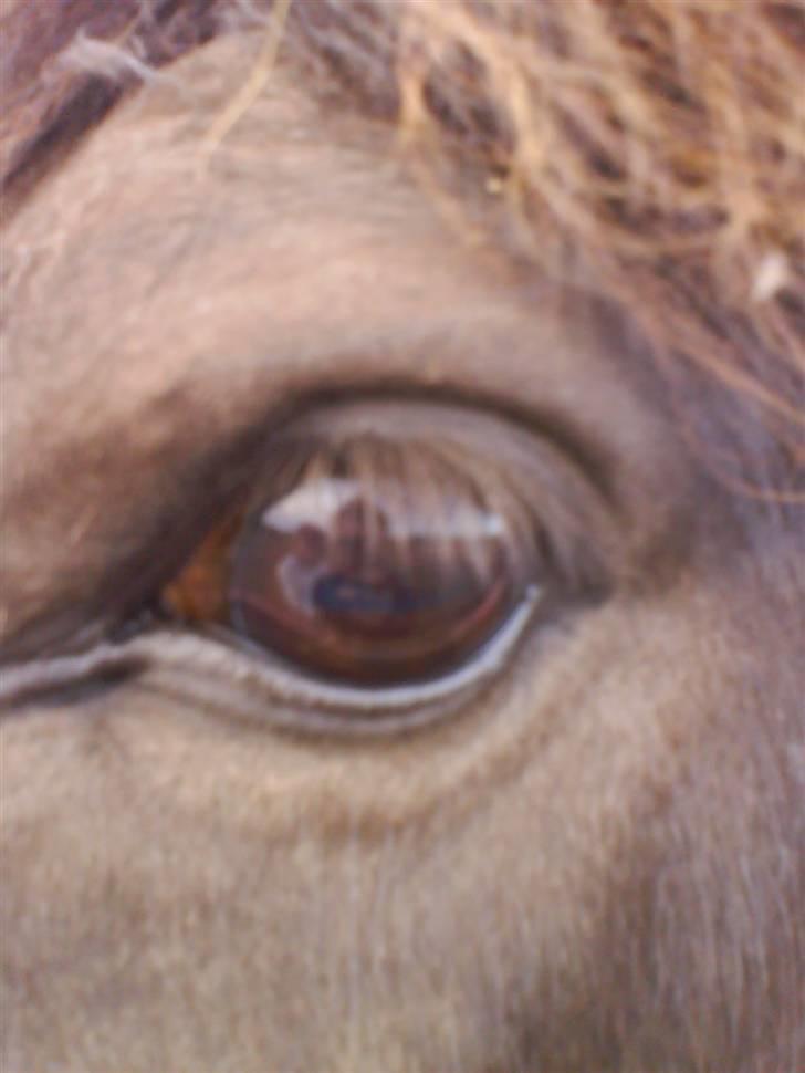 Islænder Dimma fra Asgård - Det smukkeste øje <3 billede 12