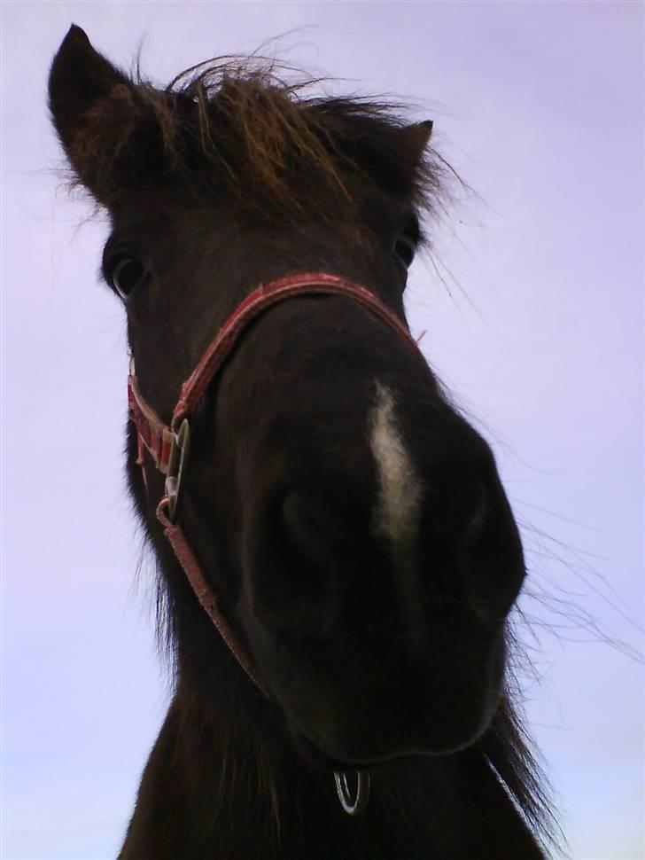 Islænder Dimma fra Asgård - My sweetheart! <3 billede 13