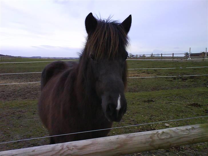 Islænder Dimma fra Asgård - Min Mule på folden (:  <3 billede 14