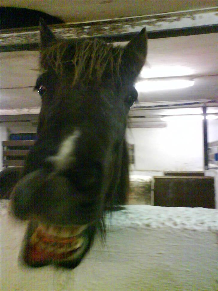 Islænder Dimma fra Asgård - HVAD SKER DER?! - jaaa. Det er dimma når hun er sulten... billede 15