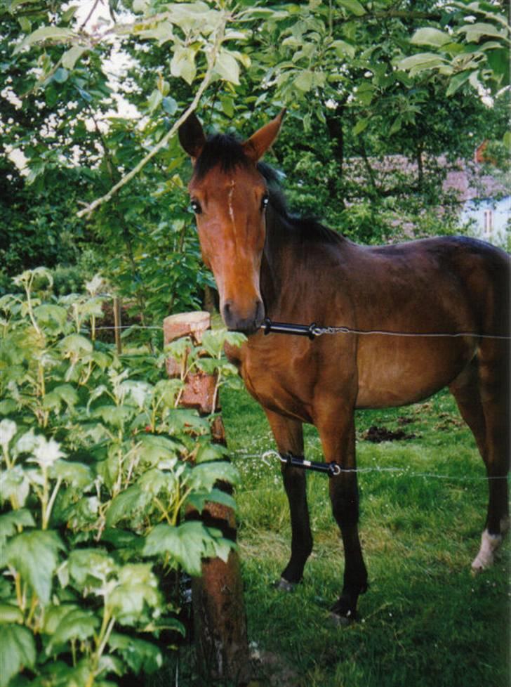 Dansk Varmblod Farmers Hannah - Hannah ´98 billede 8