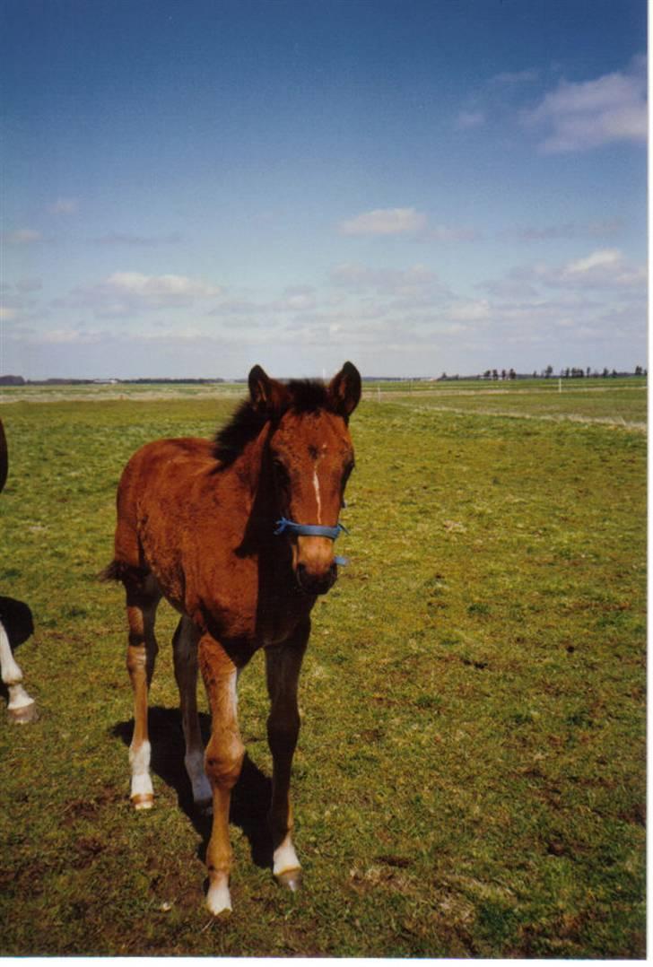 Dansk Varmblod Farmers Hannah - Hannah ´97 billede 9