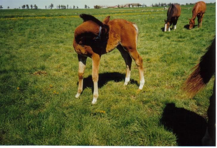 Dansk Varmblod Farmers Hannah - Hannah ´97 billede 10
