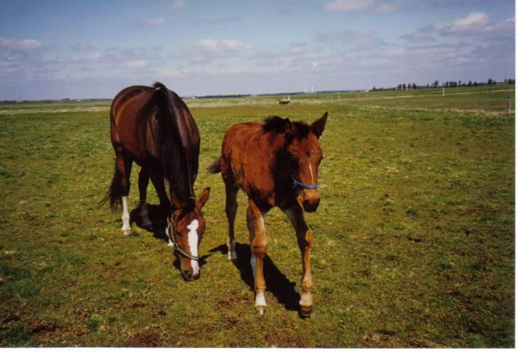 Dansk Varmblod Farmers Hannah - Hannah og hendes mor ´97 billede 11