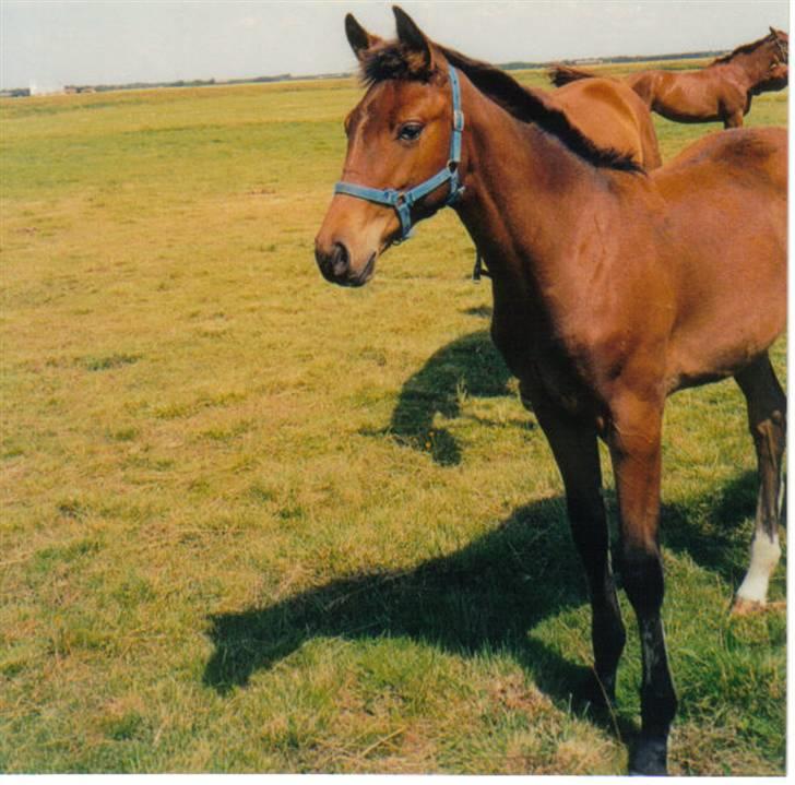 Dansk Varmblod Farmers Hannah - Sommeren ´97 billede 13