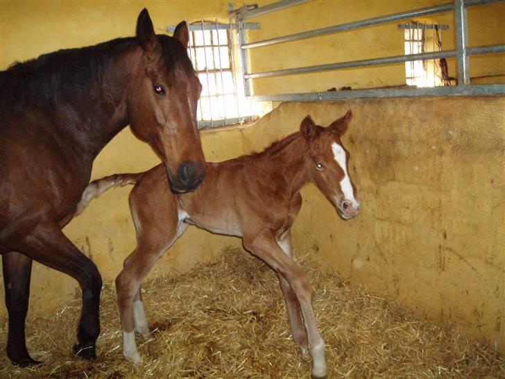 Dansk Varmblod Farmers Hannah - Hannah og Havana ´07 billede 14