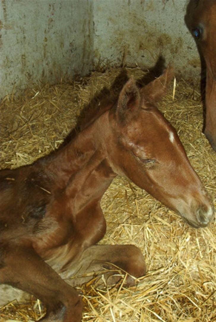 Dansk Varmblod Farmers Hannah - Hannahs baby Hope ´05 billede 15