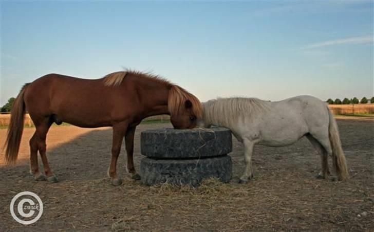 Islænder "Lille hest" - Spøjst billede. billede 12