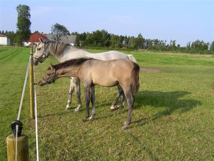 Arabisk fuldblod (OX) Ravelli ox. (Solgt) - Min lille dreng som lille<3 billede 7