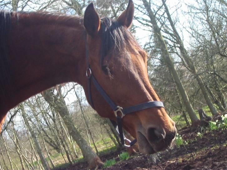 Dansk Varmblod Rona [R.I.P] - Rona på vej til at gabe  billede 16