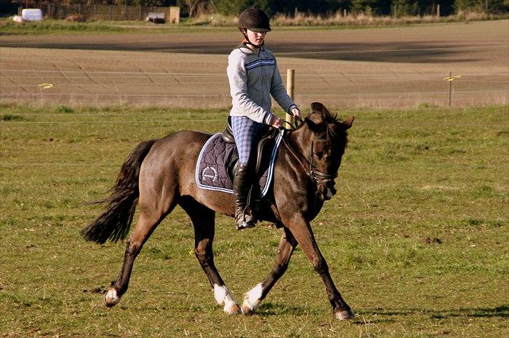 Hollandsk Sportspony - Lady Black  - Dressur træning i april 2008 | © www.arnora.dk billede 10