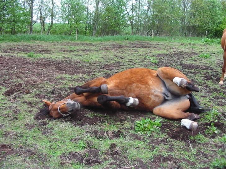 Dansk Varmblod Rona [R.I.P] - Uh klør det på ryggen Rona? billede 10