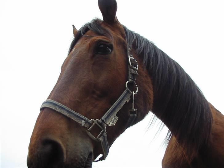 Dansk Varmblod Rona [R.I.P] - Ronas kæææææmpe hoved billede 18