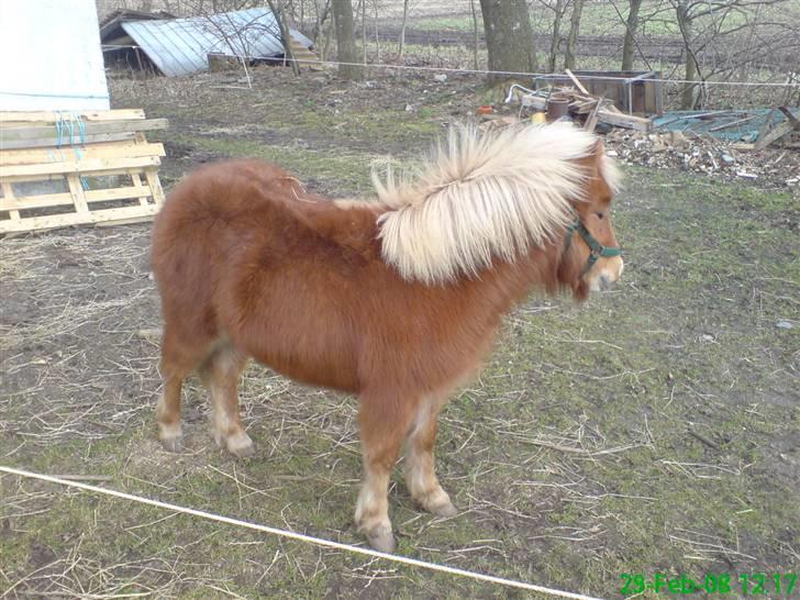 Shetlænder Tobias Wulf,solgt billede 2