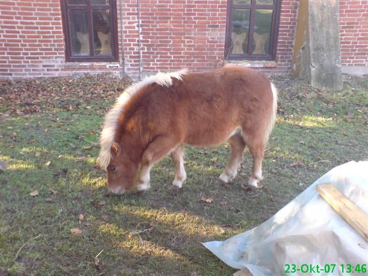 Shetlænder Tobias Wulf,solgt billede 3