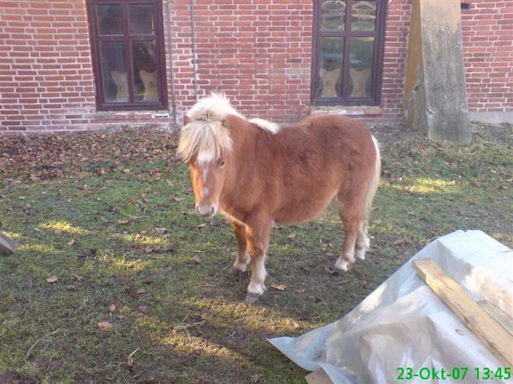 Shetlænder Tobias Wulf,solgt billede 4