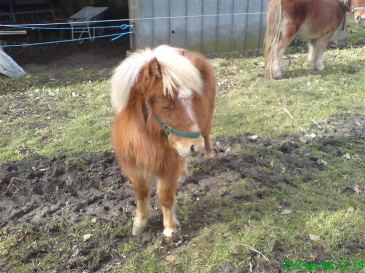 Shetlænder Tobias Wulf,solgt - Tobias billede 5