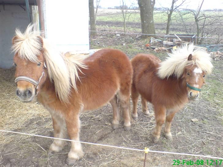 Shetlænder Tobias Wulf,solgt - Dolf og Tobias billede 6