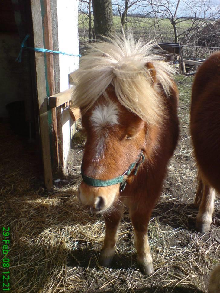 Shetlænder Tobias Wulf,solgt billede 7