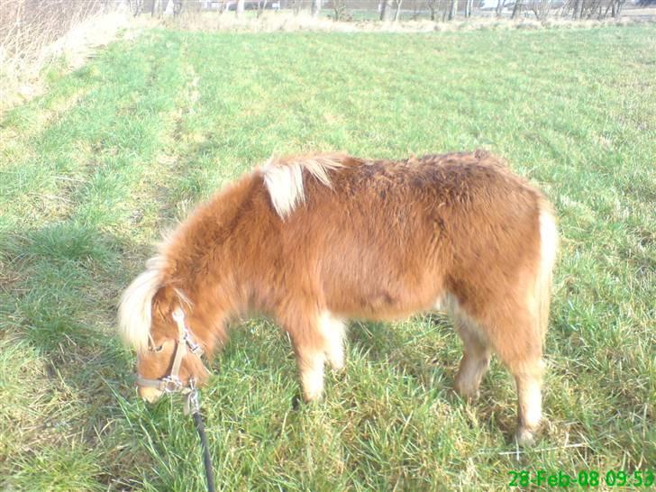 Shetlænder Tobias Wulf,solgt billede 8