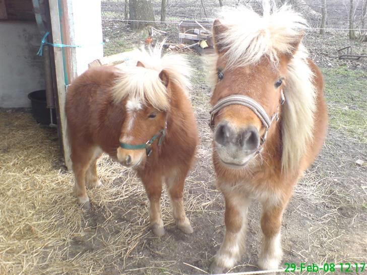 Shetlænder Tobias Wulf,solgt billede 9