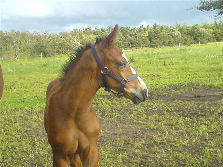 Dansk Varmblod Toftelunds Diamond billede 15