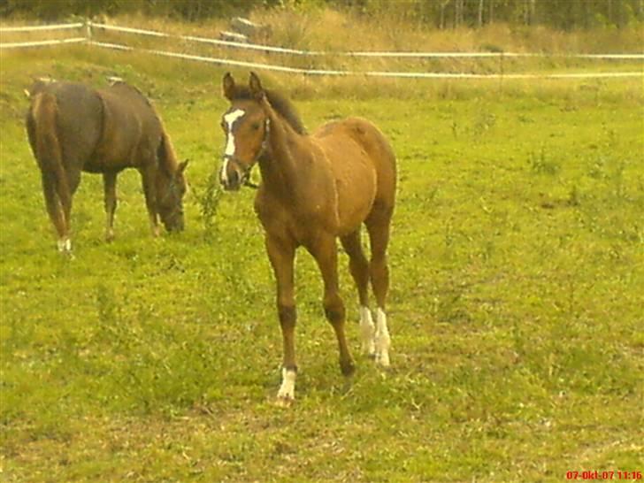 Dansk Varmblod Toftelunds Diamond billede 17