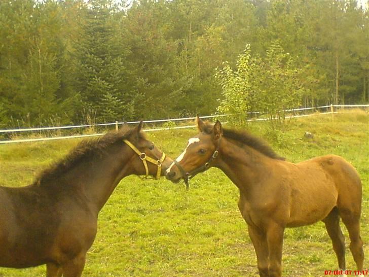 Dansk Varmblod Toftelunds Diamond billede 19