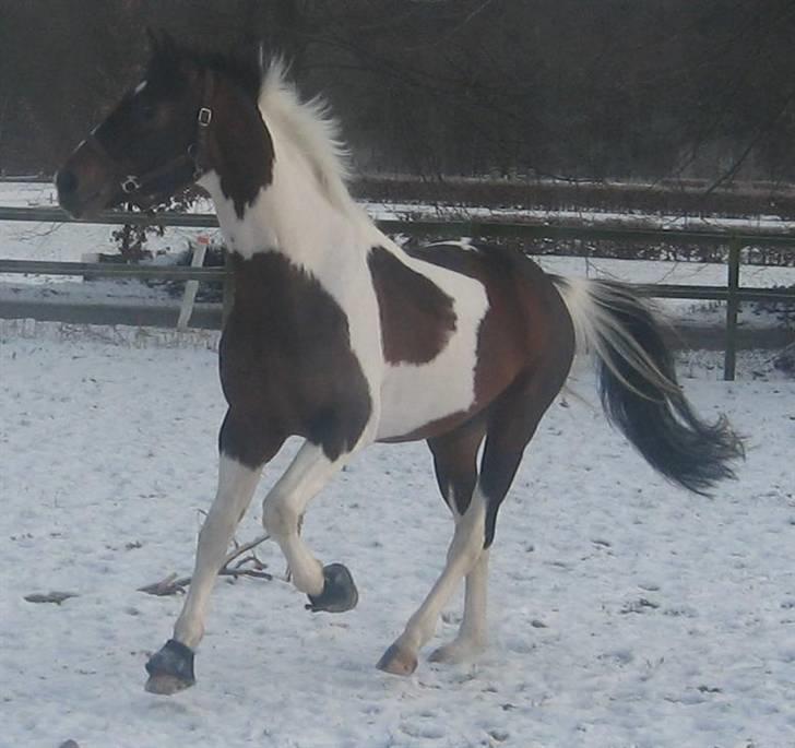 Pinto Hoelgaard´s Young Gun  - Lidt blærerøv er der vel i alle :D billede 7