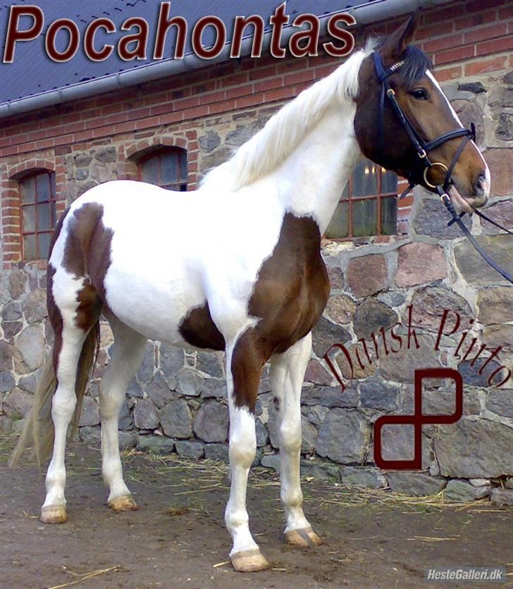 Pinto Pocahontas (Solgt) - Super lækker pinto billede 1