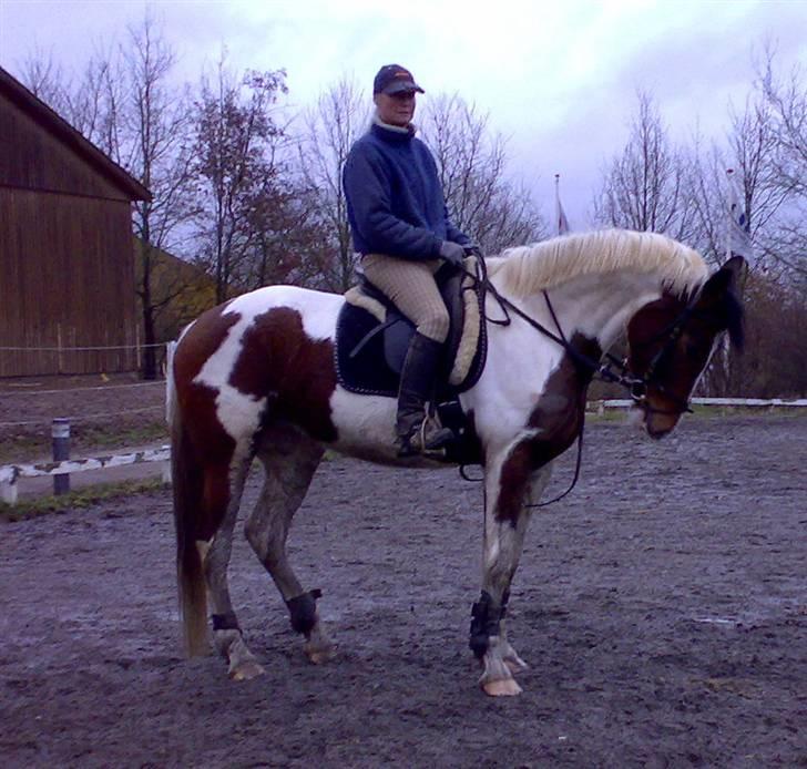 Pinto Pocahontas (Solgt) - Her sidder jeg selv på hesten, men jeg er klart selv den bedste fotograf så derfor ikke så mange billeder med mig i sadlen sorry billede 2