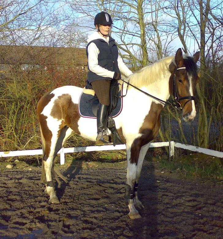 Pinto Pocahontas (Solgt) billede 8