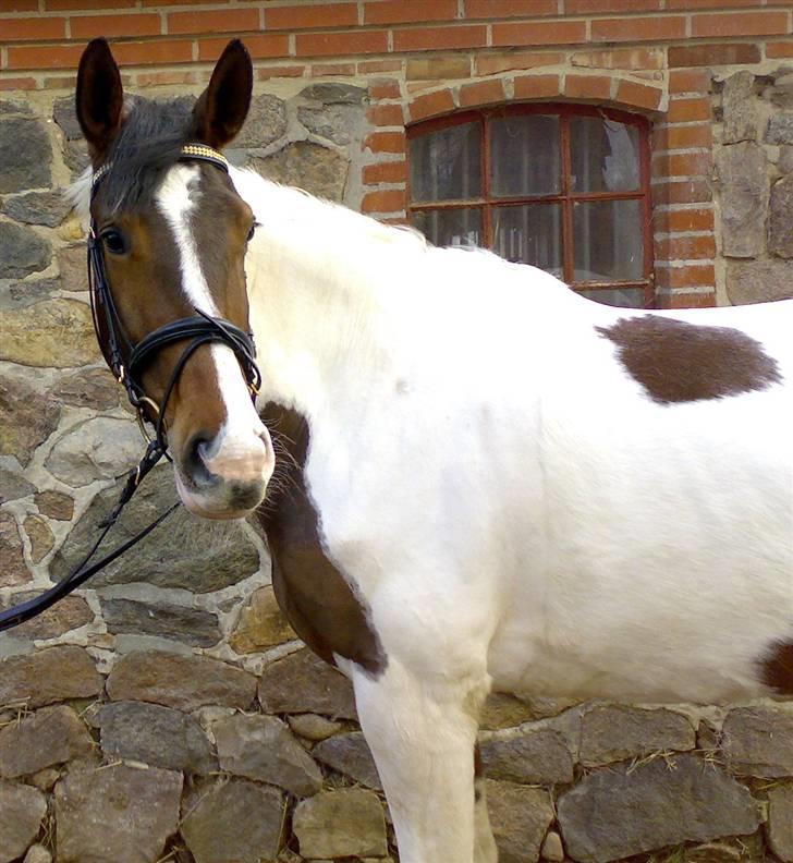 Pinto Pocahontas (Solgt) billede 9