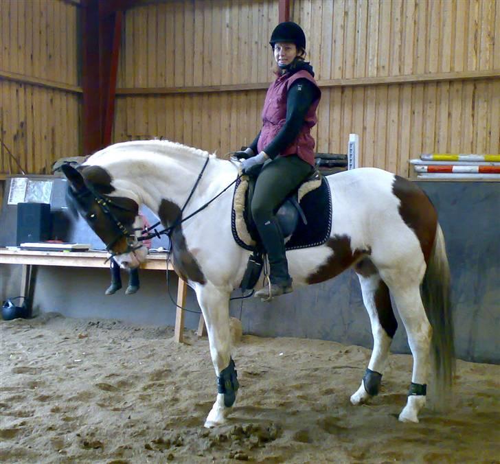 Pinto Pocahontas (Solgt) billede 11