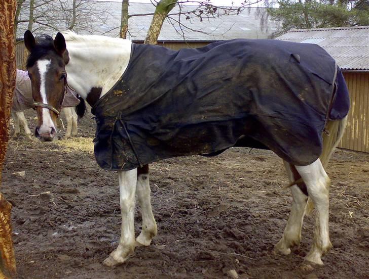 Pinto Pocahontas (Solgt) billede 12