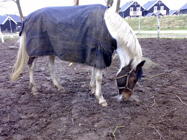 Pinto Pocahontas (Solgt) billede 13