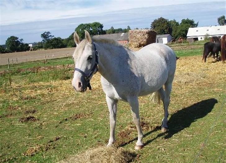 Arabisk fuldblod (OX) Silas - Distance stævne Rom billede 9