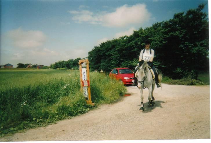 Arabisk fuldblod (OX) Silas - Distance stævne i Rom billede 10
