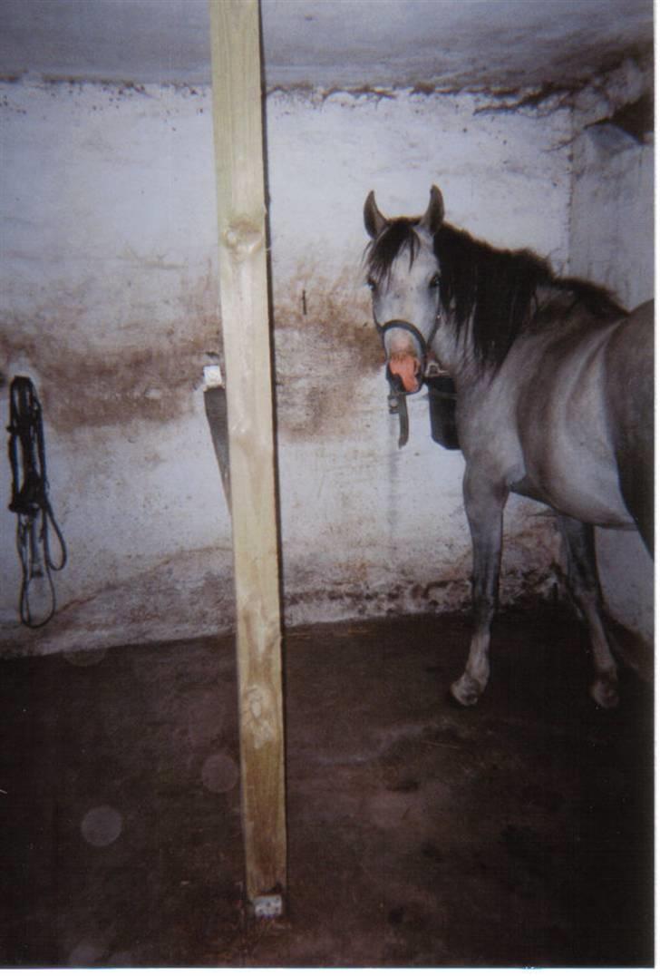 Arabisk fuldblod (OX) Silas - Silas foråret ´99 billede 11