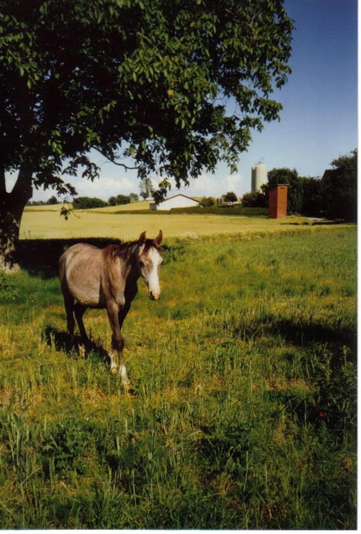Arabisk fuldblod (OX) Silas - Silas foråret ´97 billede 12