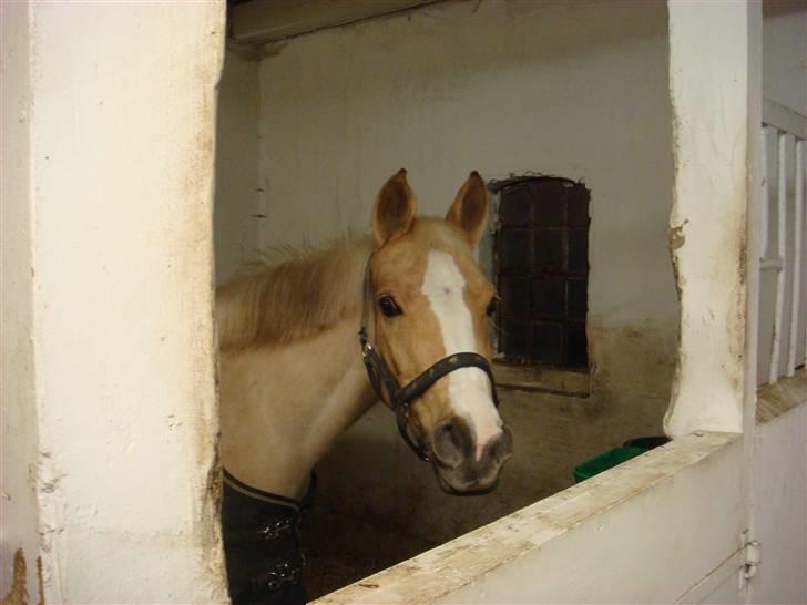 Welsh Pony af Cob-type (sec C) R.I.P Delle (bella). - hej med jer. billede 1