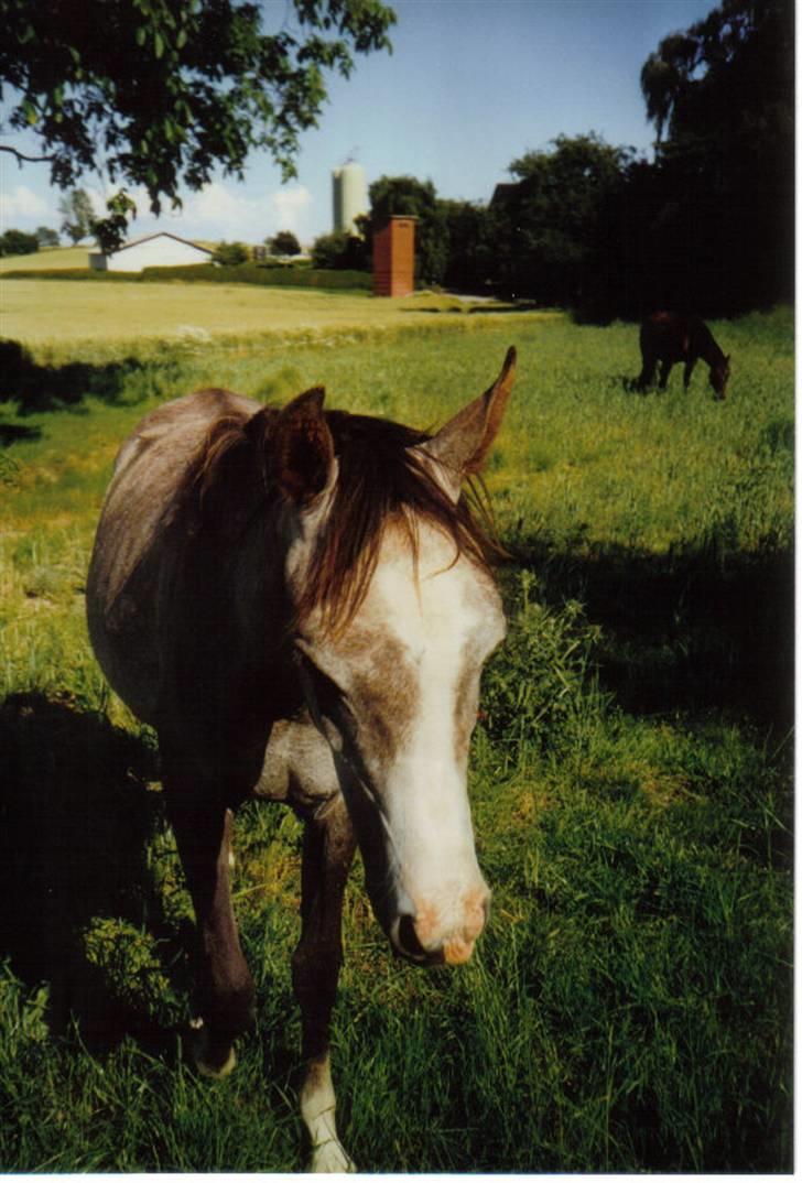 Arabisk fuldblod (OX) Silas - Silas foråret ´97 billede 13