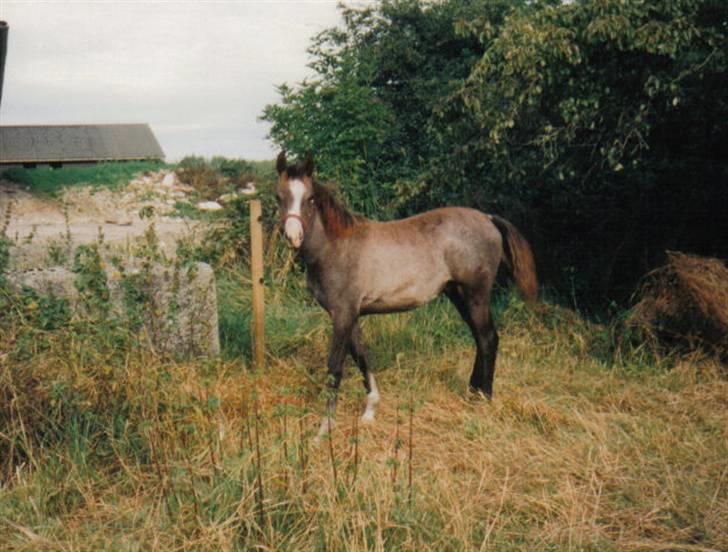 Arabisk fuldblod (OX) Silas - Silas september ´96 billede 14